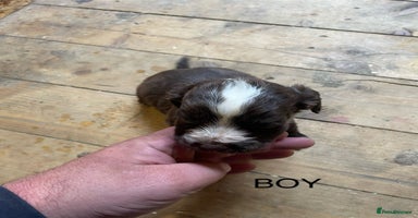 Cocker Spaniel dogs - Advert 15