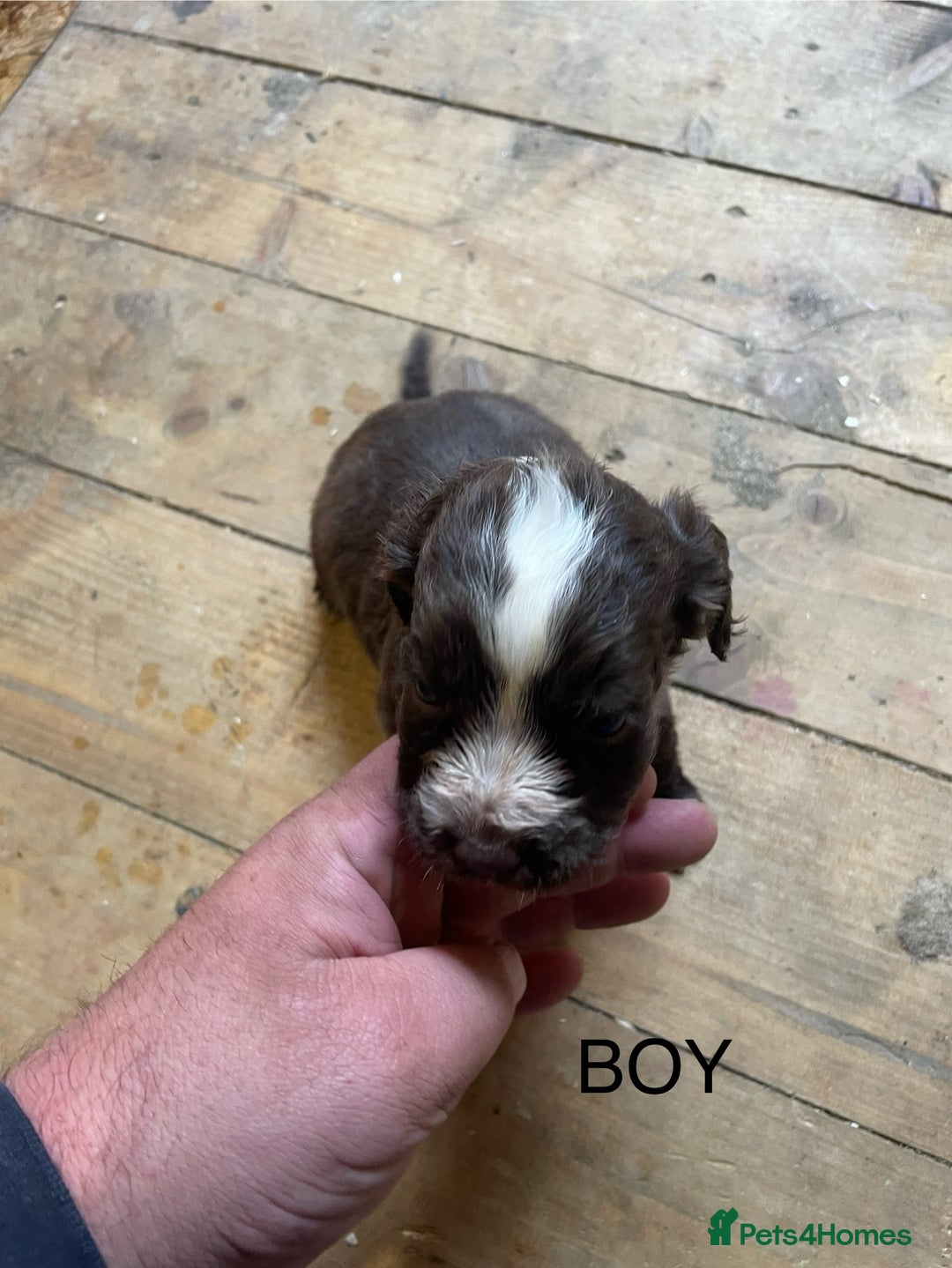 Cocker Spaniel dogs for sale: Cocker spaniels - Image 3