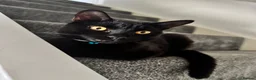 Domestic Shorthair cats for sale: Teddy - 1 year old male cat - Advert 4