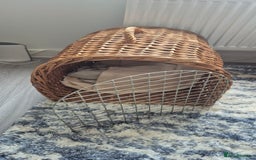 Domestic Shorthair cats for sale: Ragdoll x Domestice Short-hair  - Image 7