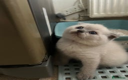 Scottish Fold cats for sale: Scottish fold kittens ready for reservation. - Image 18