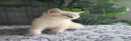 British Longhair cats for sale: Beautiful British Longhair Kittens Teddy Bear Look - Advert 11