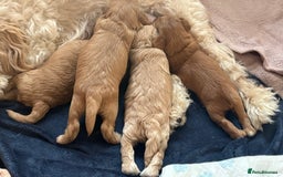 Cockapoo dogs for sale: Cockapoo puppy - Image 6