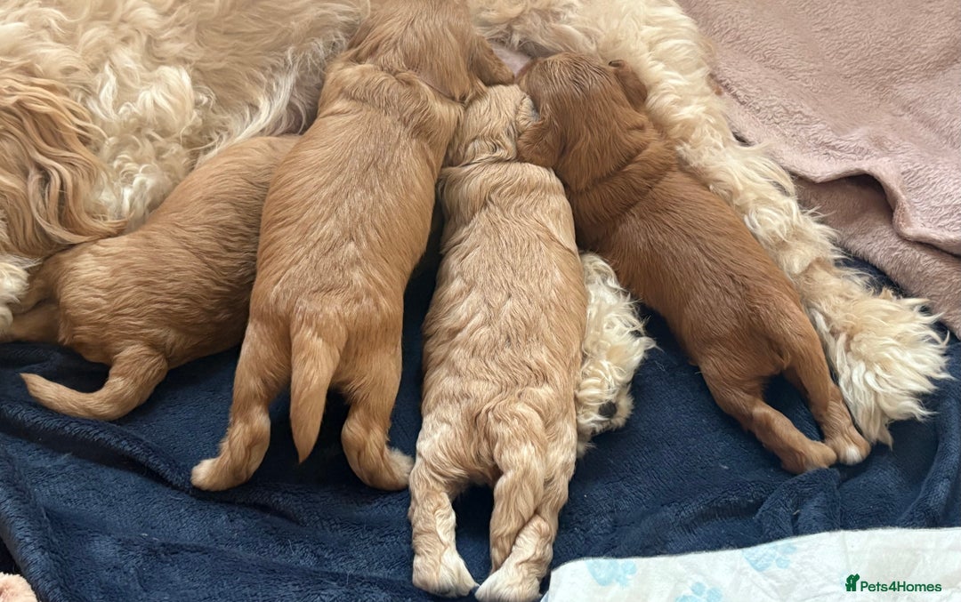 Cockapoo dogs for sale: Cockapoo puppy - Image 6