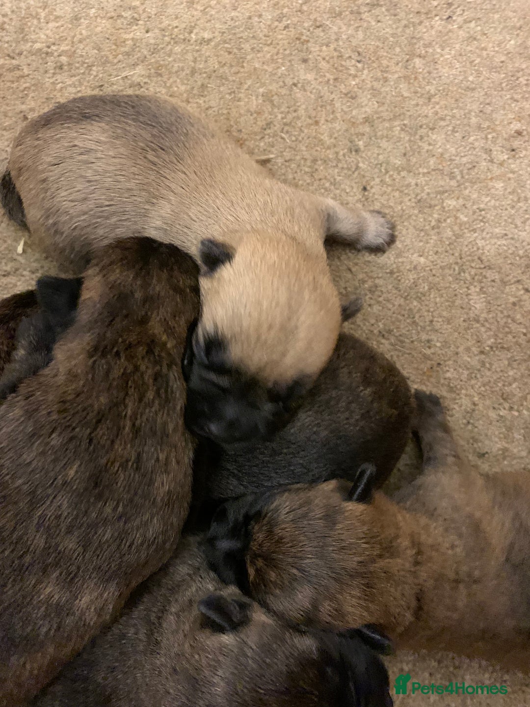 Cairn Terrier dogs for sale: Pure Bred Cairn Terrier puppies  - Advert 7