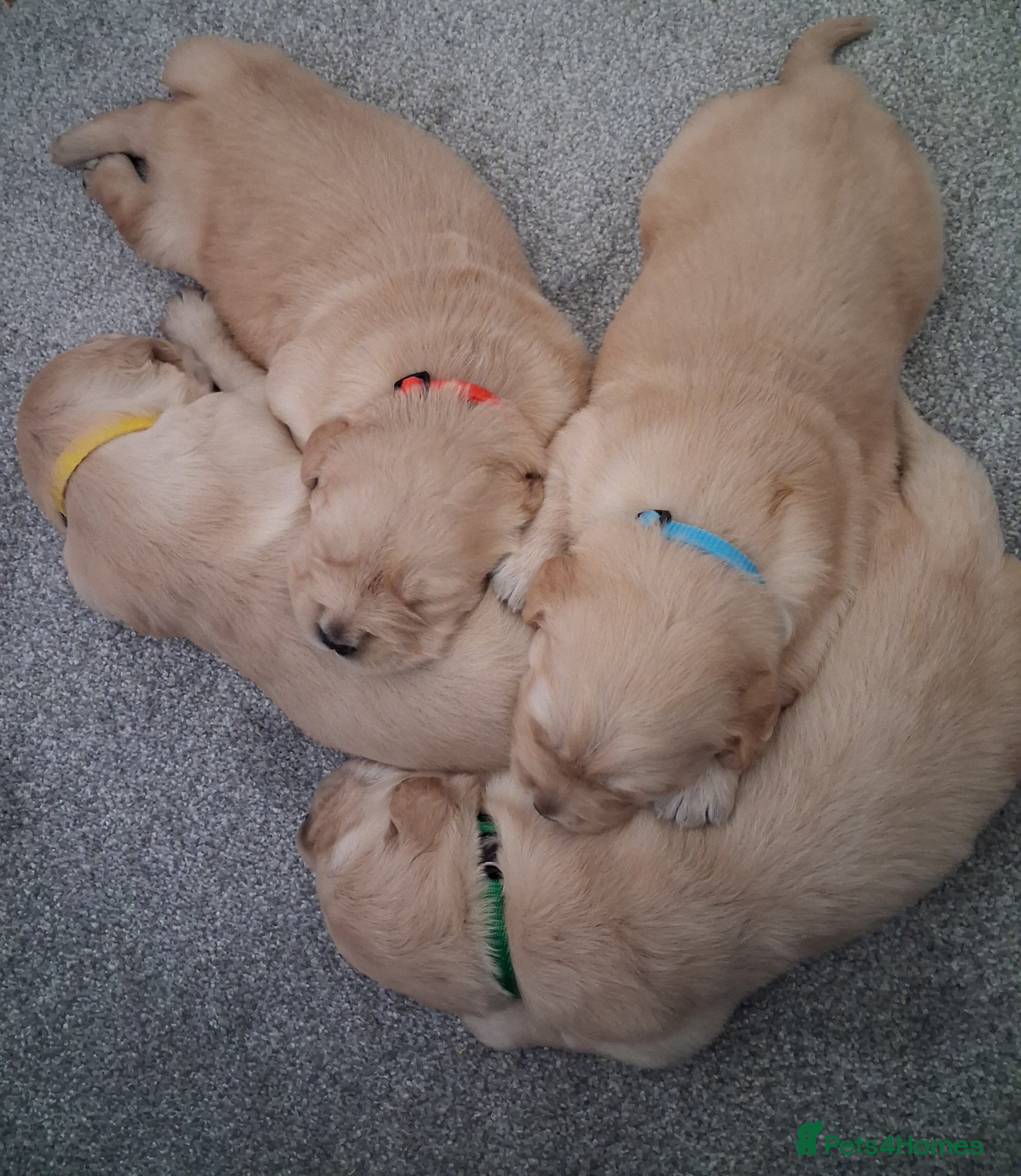 Golden Retriever dogs Gorgeous KC registered puppies  - Advert 1
