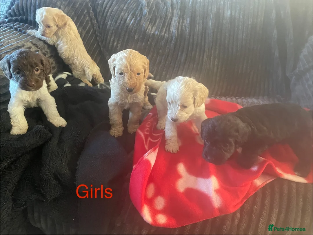 Cockapoo dogs for sale: Toy cockapoo puppies  - Advert 1