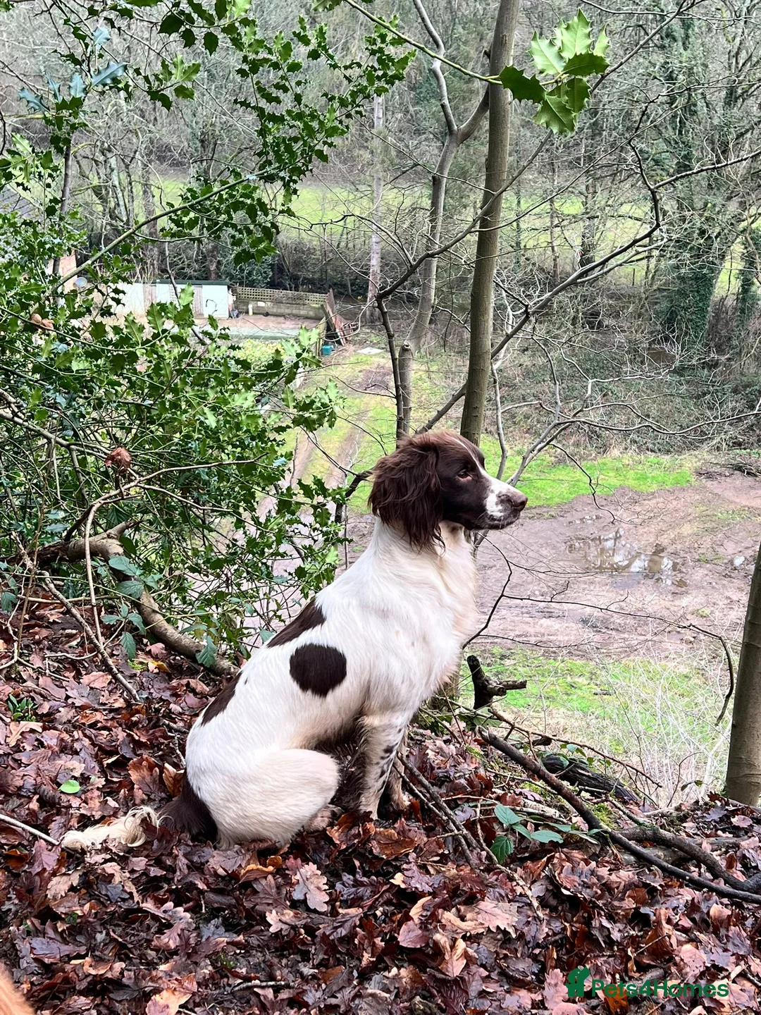 English Springer Spaniel dogs for stud: Expetionally well bred springer  - Advert 6