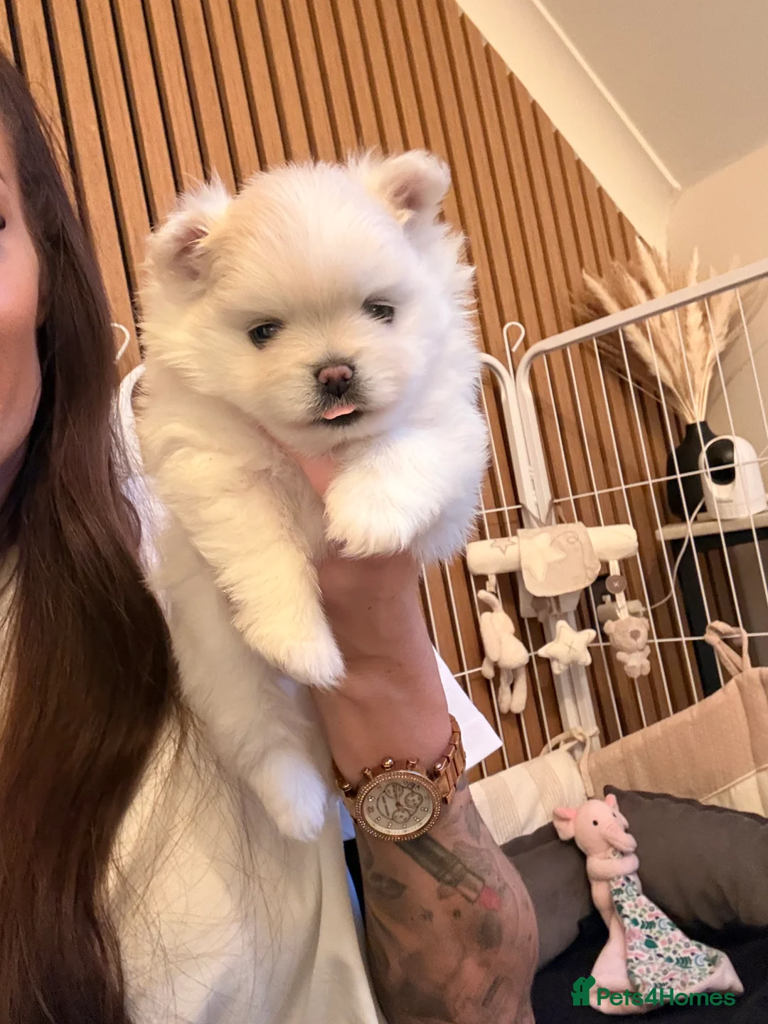 Pomeranian dogs for stud: PROVEN STUD -KC Registered Bear‑Face Pomeranian  - Advert 9