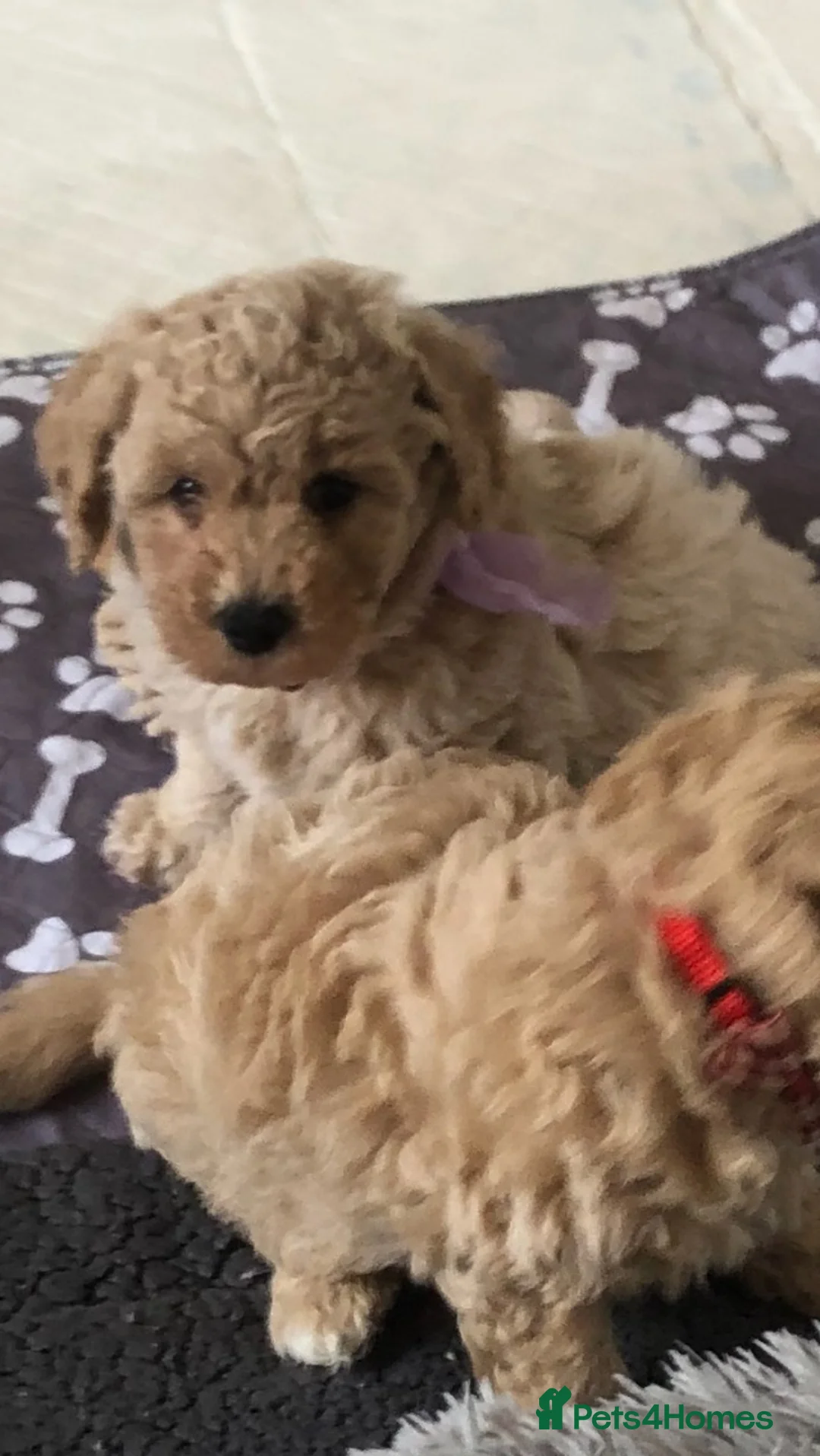 Poochon dogs for sale: Poochon puppies for sale  in Sunderland - Advert 12