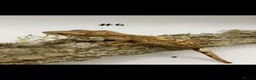 Gecko reptiles for sale: NEW Adult + Juvenile Crested Geckos + Lilly Whites - Advert 11