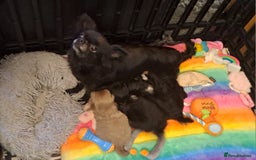Chihuahua dogs for sale: KC Chihuahua Puppies - Image 5