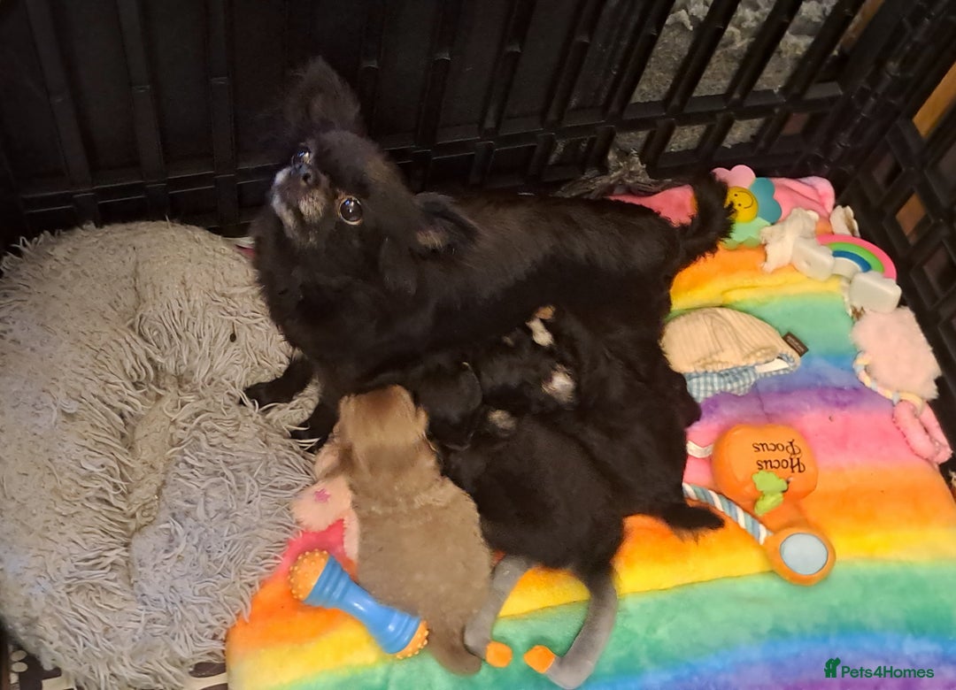 Chihuahua dogs for sale: KC Chihuahua Puppies - Image 5