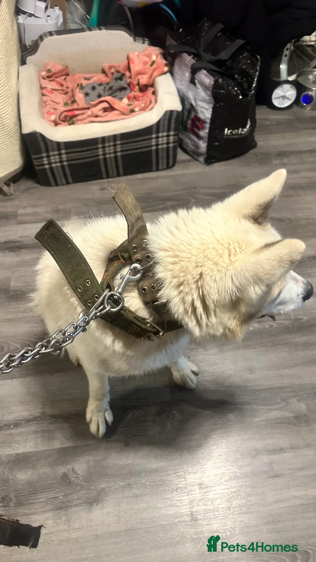Akita dogs for sale: Akita in need of rehoming  - Advert 2