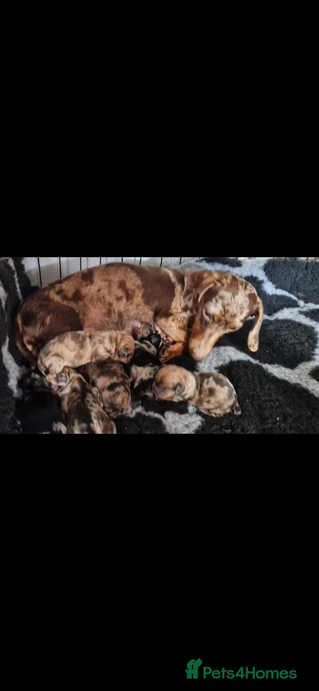 Mixed Breed dogs for sale: Dapple Dachshund mixed breed pups  - Image 15