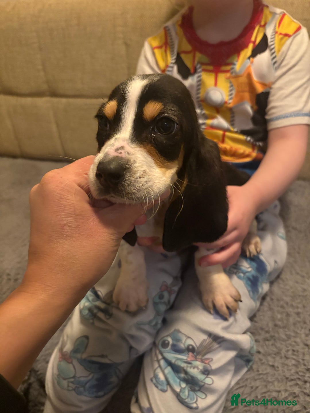 Basset Hound dogs for sale: Basset hound puppies  - Advert 7