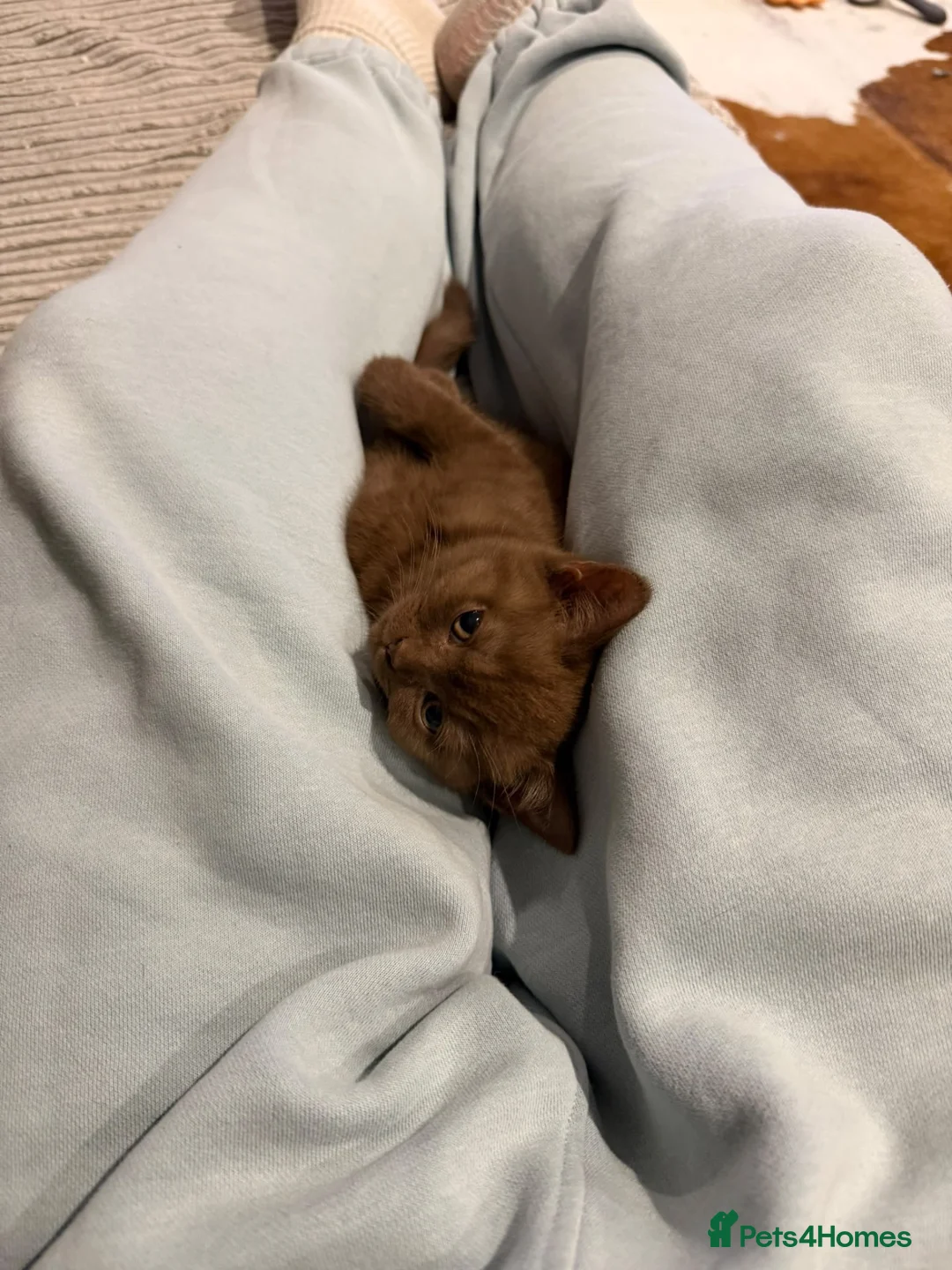 British Shorthair cats for sale: Cinnamon British Short Hair kitten - Advert 2