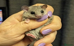 Mouse rodents for sale: African Pygmy Dormice  - Image 1