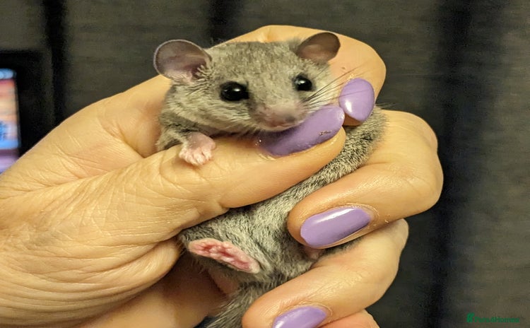 Mouse rodents - Advert 1