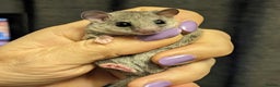 Mouse rodents for sale: African Pygmy Dormice  - Advert 1