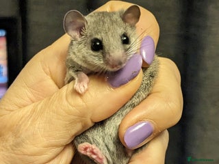 Mouse rodents African Pygmy Dormice - Advert 23