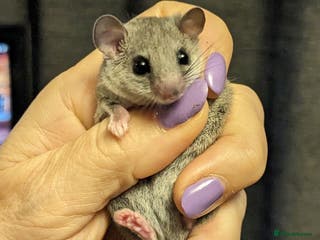 Mouse rodents African Pygmy Dormice - Advert 2