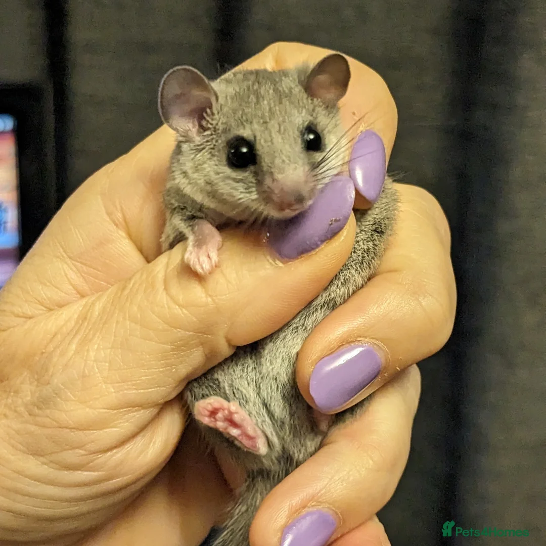 Mouse rodents for sale: African Pygmy Dormice  - Advert 1