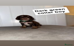 Sprocker dogs for sale: Sprocker puppies - Image 22