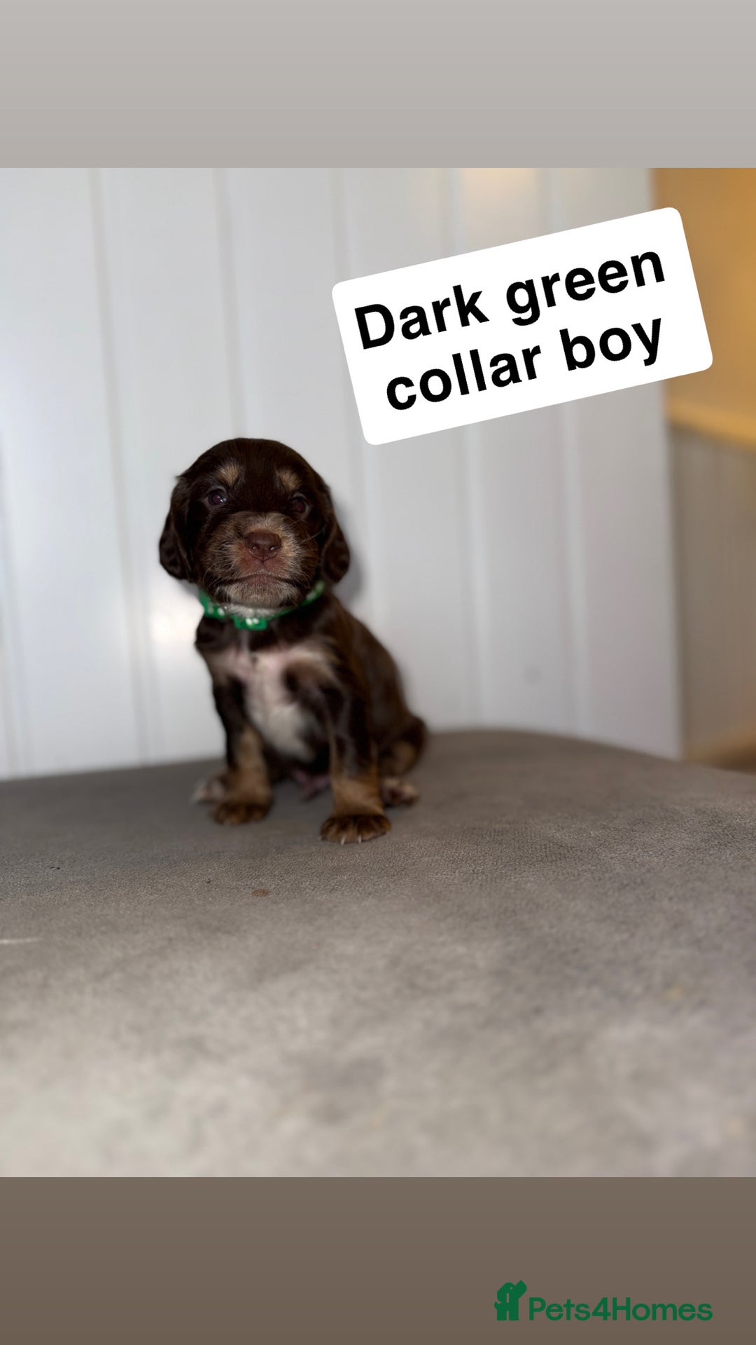 Sprocker dogs for sale: Sprocker puppies - Image 22