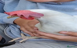 Chickens poultry for sale: 6 white leghorn hens and 1 light Sussex hen - Image 2
