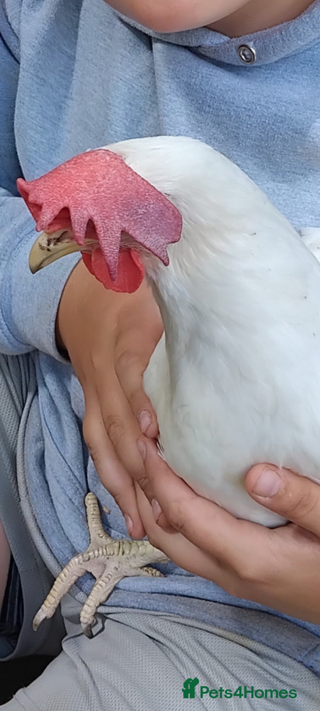 Chickens poultry for sale: 6 white leghorn hens and 1 light Sussex hen - Image 2