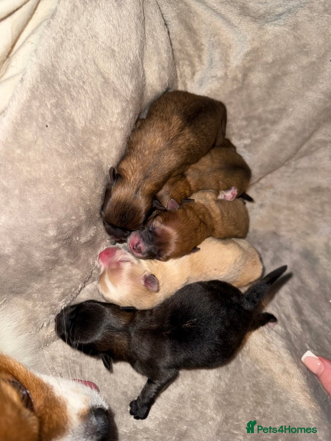 Pomeranian dogs for sale: Pomeranian puppies  - Advert 2