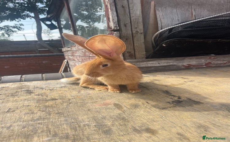 Continental Giant rabbits - Advert 2
