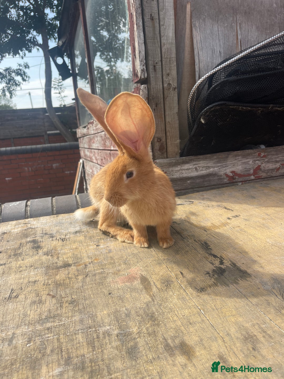 Continental Giant rabbits for sale: Gigant rabbit for sale - Image 1