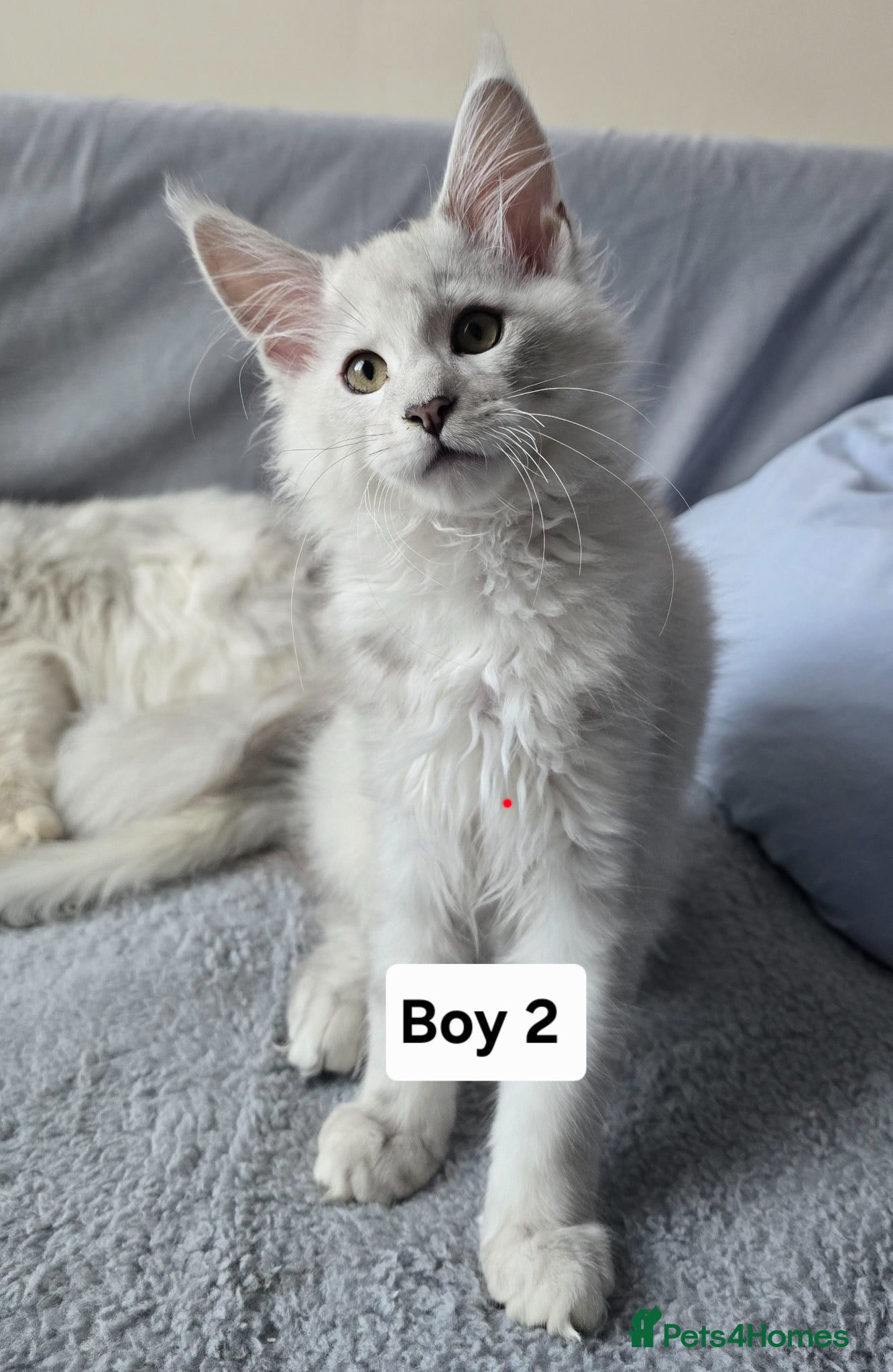 Maine Coon cats Shaded kittens  - Advert 2