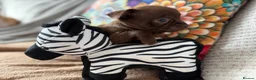 Chihuahua dogs for sale: Beautiful Chihuahua Pups - Last Puppy - Advert 4
