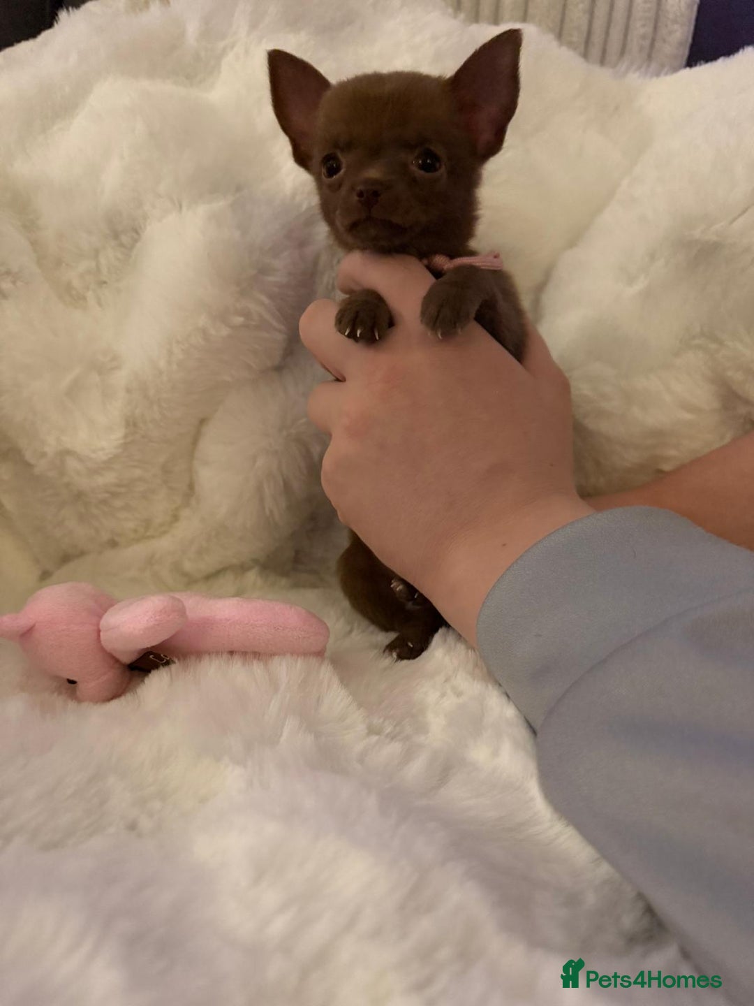 Pomchi dogs for sale: Fluffy Tiny Pomchi Puppies.🥰😍🤗 - Image 28