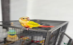 Conures birds for sale: Hand reared Suncheek conure + cage & accessories  - Image 2