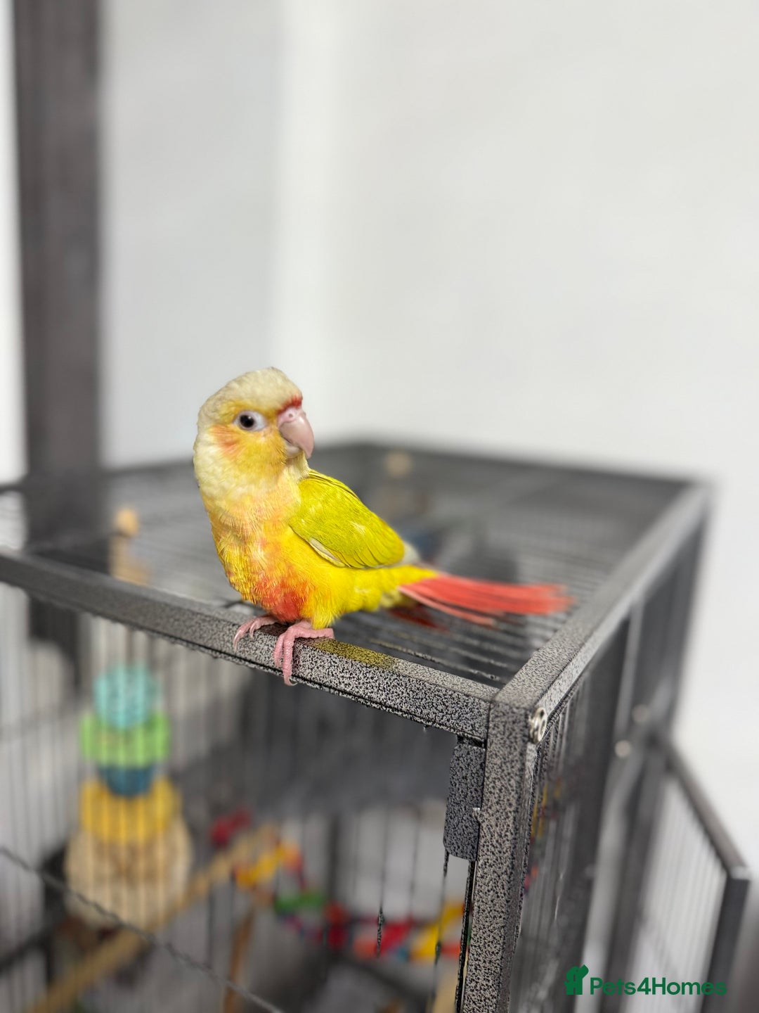 Conures birds for sale: Hand reared Suncheek conure + cage & accessories  - Image 2