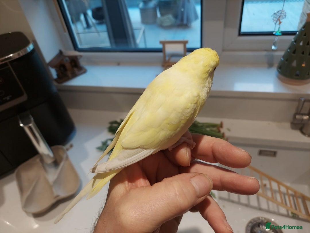 Budgerigars birds for sale: Tame Baby Budgies - Advert 2