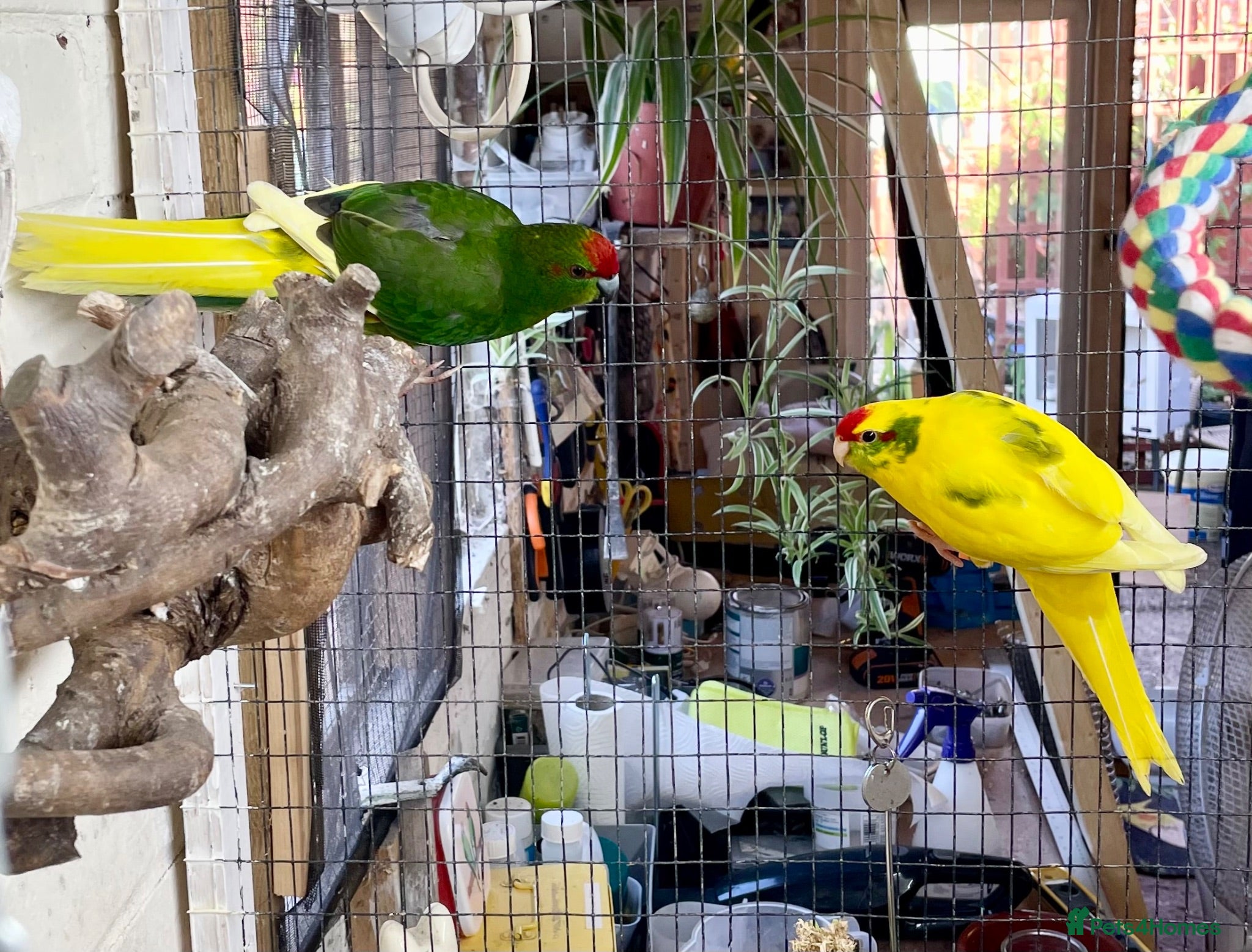 Cockatiels birds Gorgeous pair of kakariki for new home - Advert 18