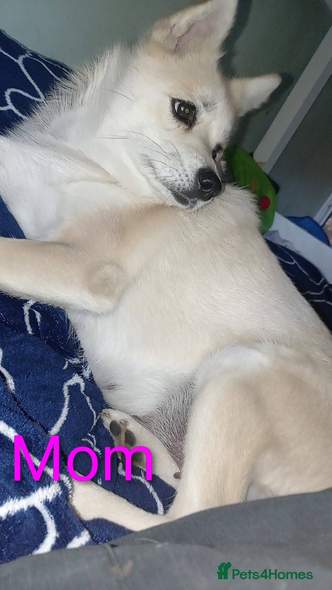 Mixed Breed dogs for sale: LAST 2 LITTLE GIRLS. COCKERANIANS.💥 - Advert 8