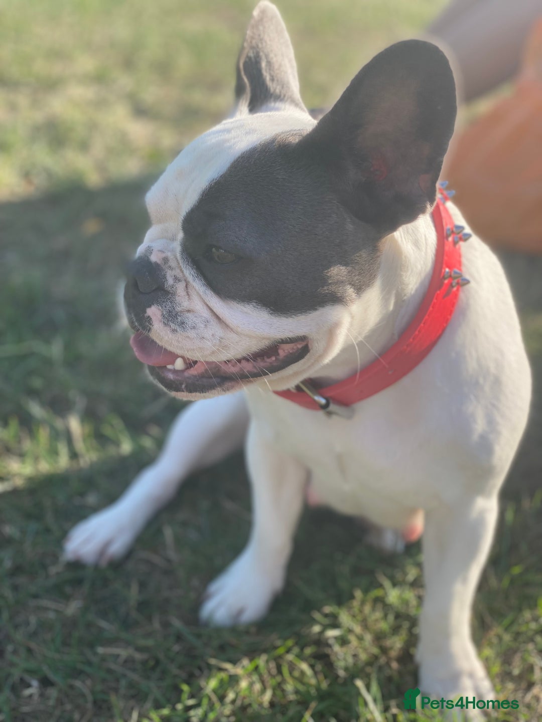French Bulldog dogs for sale: French Bulldog  - Image 7