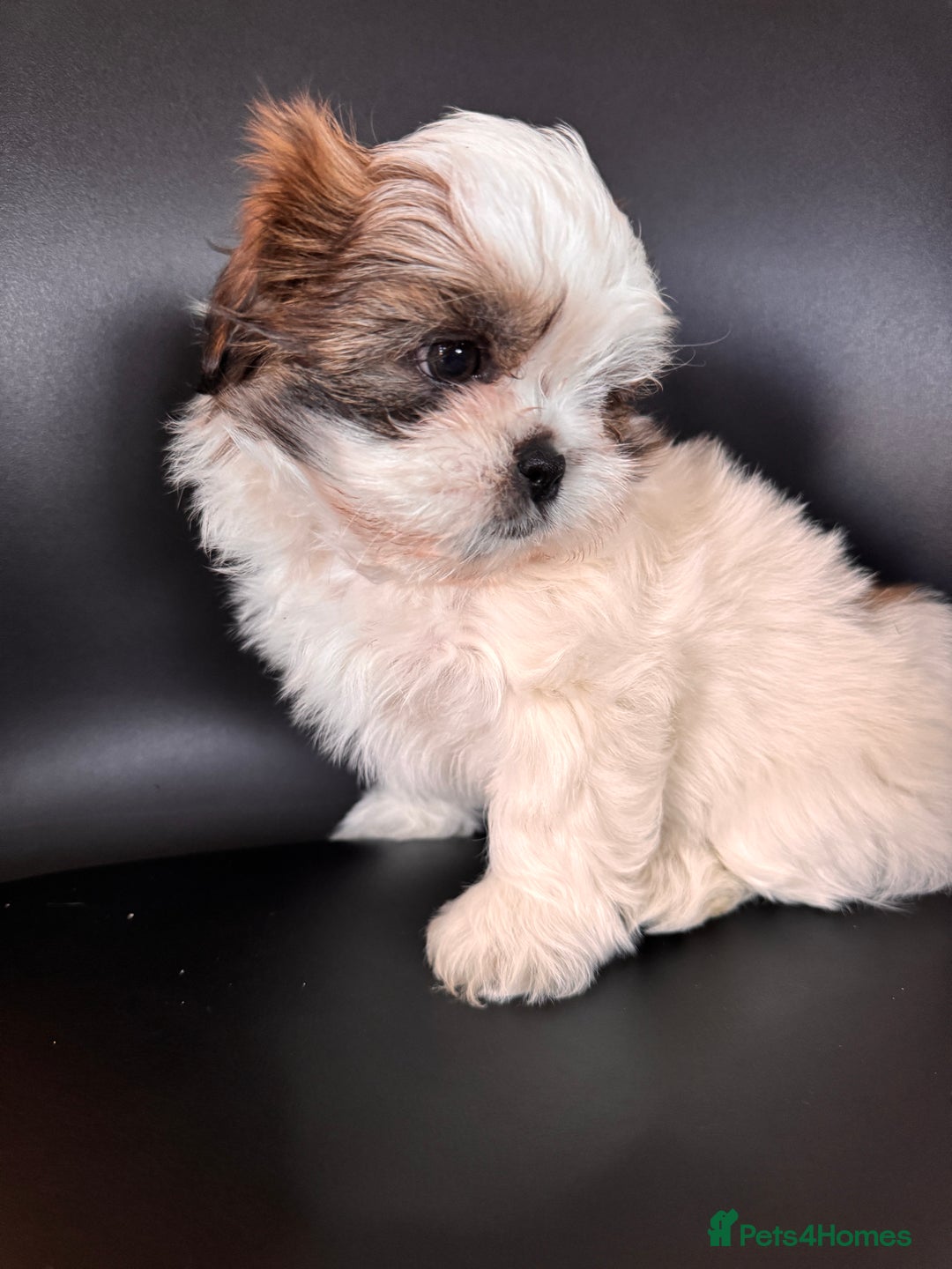 Shih Tzu dogs for sale: ShihTzu Puppies Ready for Their Forever Homes Soon - Image 8
