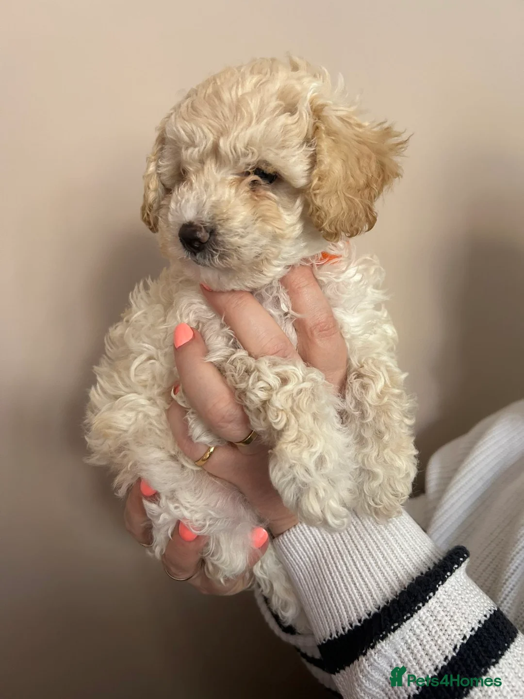 Mixed Breed dogs for sale: Cavapoochons  - Advert 2