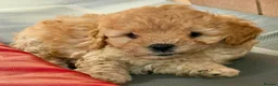 Cavapoo dogs for sale: Adored Cavapoo Puppies Ready to Join Your Family - Advert 6
