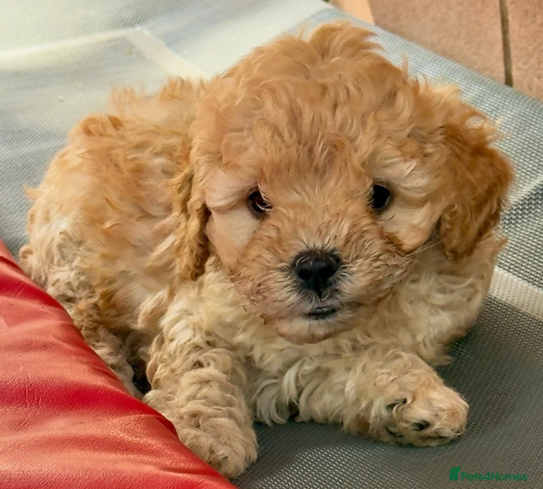 Cavapoo dogs for sale: Adored Cavapoo Puppies Ready to Join Your Family - Advert 6
