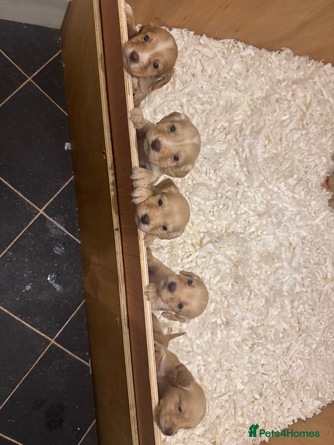 Cocker Spaniel dogs for sale: Kc Working Cocker Spaniel Puppies  - Image 6