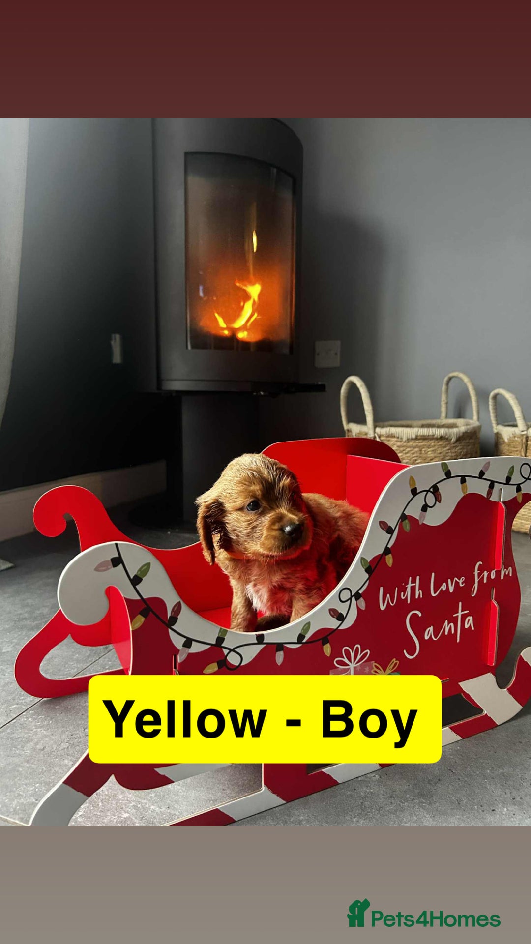 Cockapoo dogs for sale: F2 Cockapoo pups - Advert 26