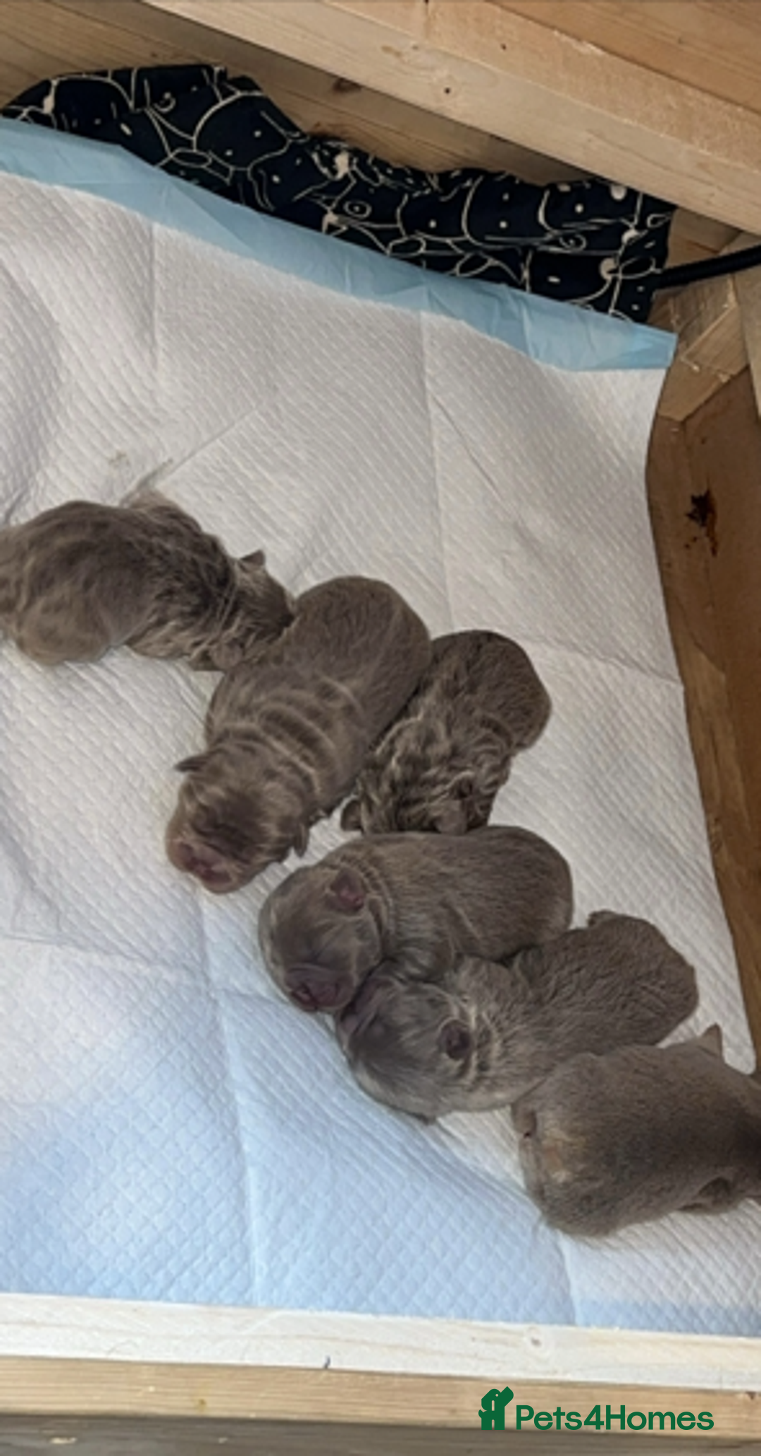 French Bulldog dogs for sale: NEW SHADE ISABELLA FRENCH BULLDOG  - Advert 3